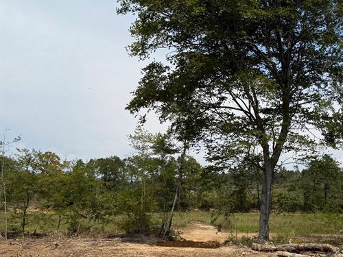 80 Acres In Webster County, MS : Eupora : Webster County : Mississippi