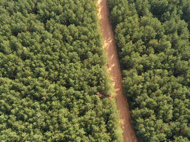 50 Acres in Union Parish, LA : Bernice : Union Parish : Louisiana