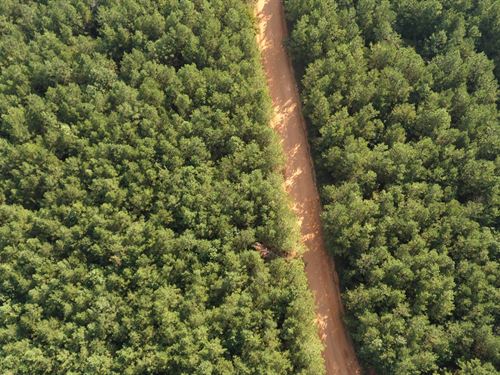 50 Acres In Union Parish, LA : Bernice : Union Parish : Louisiana