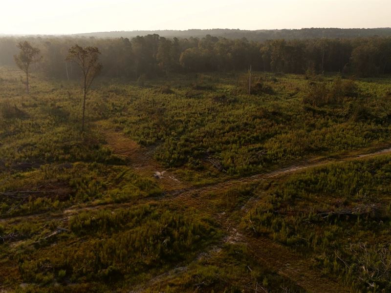 324 Acres in Claiborne Parish, LA : Lisbon : Claiborne Parish : Louisiana