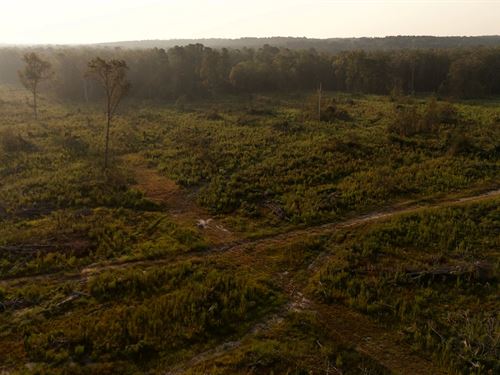 324 Acres In Claiborne Parish, LA : Lisbon : Claiborne Parish : Louisiana