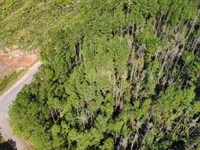 Hidden Pines : Liberty : Amite County : Mississippi