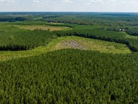 Hudson Ferry Timber : Newington : Screven County : Georgia