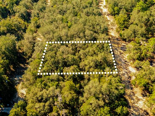 Peaceful Lot in Interlachen : Interlachen : Putnam County : Florida