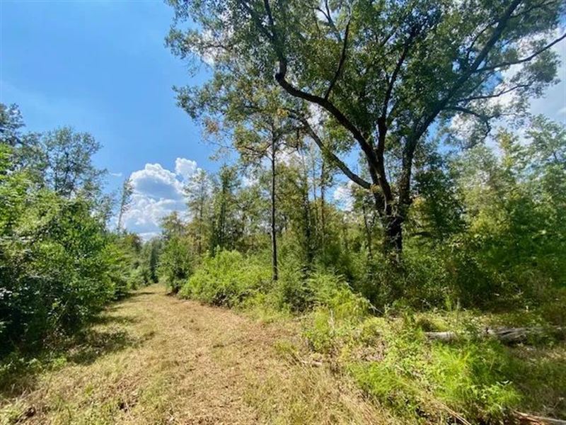 85 Acres Just Off The Fernwood, MS : Magnolia : Pike County : Mississippi