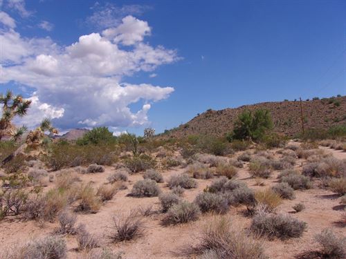 Unfiltered Freedom to Explore : Yucca : Mohave County : Arizona
