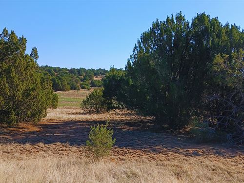 Escape to Arizonas High Desert : Concho : Apache County : Arizona