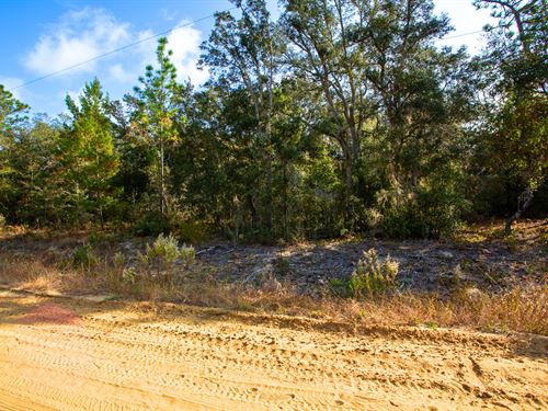 Tiny Price, Big Land Dreams : Interlachen : Putnam County : Florida