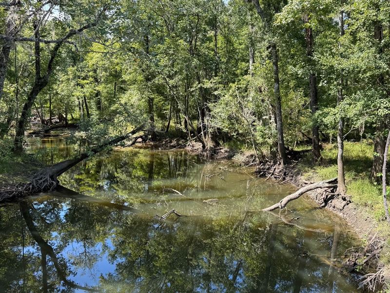 78 Acres Timber & Creekfront Invest : Bonifay : Holmes County : Florida