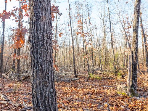 Invest in Land Today : Mammoth Spring : Fulton County : Arkansas