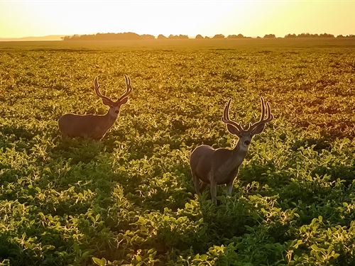 Lakeview Legacy Farms : Pierre : Sully County : South Dakota