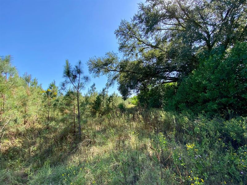 Brinson Airbase 67.6 Acres : Brinson : Decatur County : Georgia