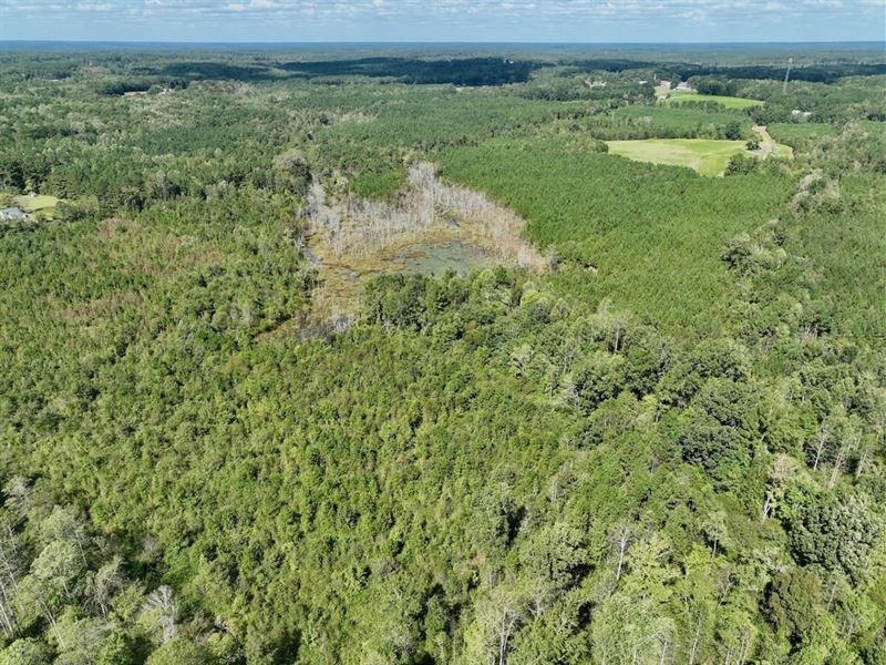 59.04 Acres of Recreational Land fo : Hollister : Halifax County : North Carolina