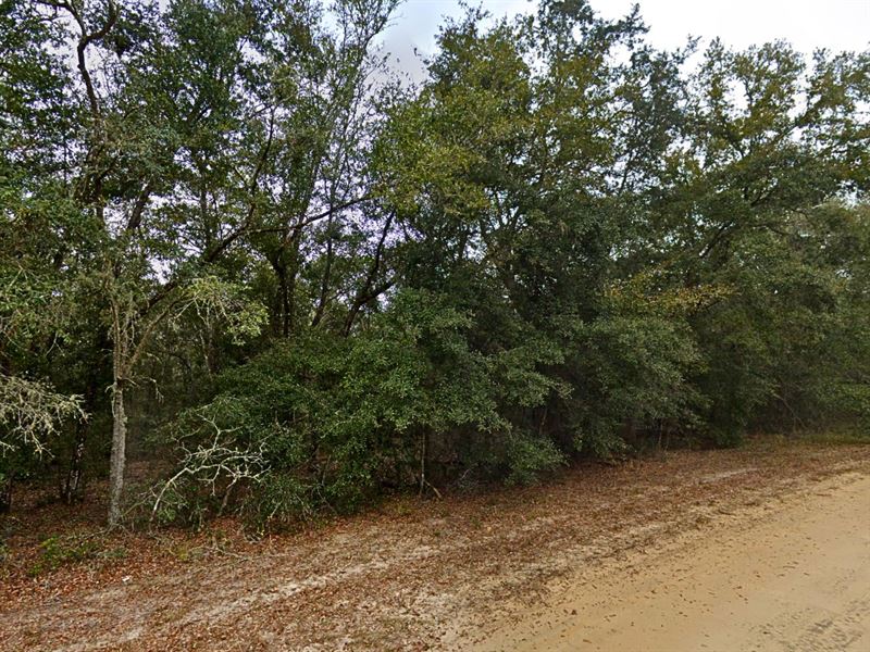 Simple, Peaceful, and Affordable : Interlachen : Putnam County : Florida