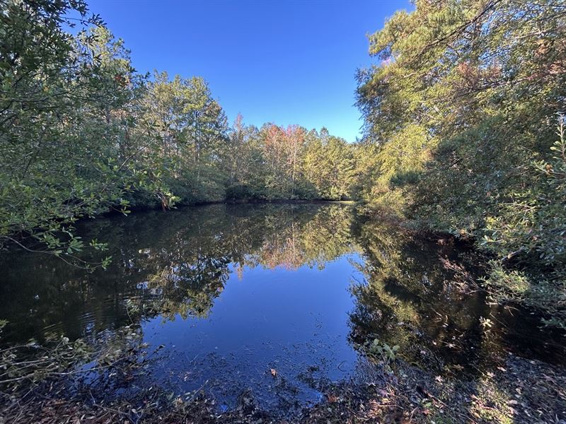 Georgia's Great Wildlife Corridor : Huber : Twiggs County : Georgia