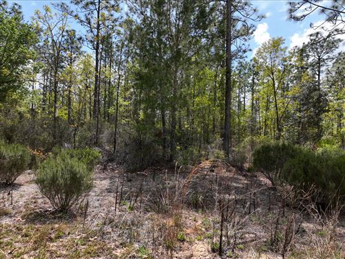 Secure Your Affordable Florida Lot : Interlachen : Putnam County : Florida