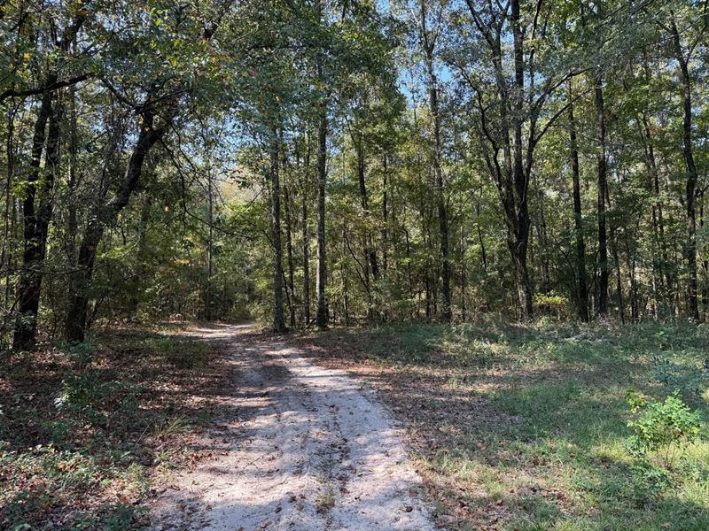 Great Hunting Tract in Barbour Co : Clayton : Barbour County : Alabama