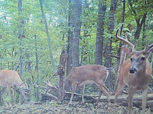 Large Timber / Hunting Tract : Woodbury : Cannon County : Tennessee