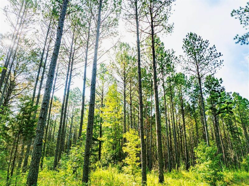 701 Acre Timber & Hunting Land : Booneville : Prentiss County : Mississippi