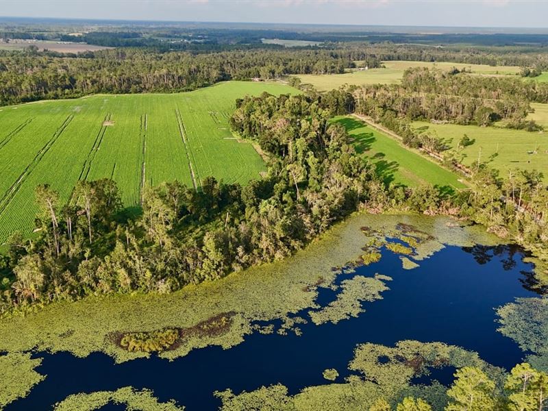 Country Escape with 20 Acres & Pond : Hazlehurst : Jeff Davis County : Georgia