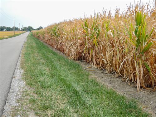 Land Auction, Randolph Co. In : Modoc : Randolph County : Indiana