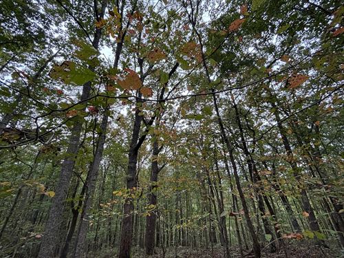 Combo Tracts, Cabin Site, Hunt : Gallant : Saint Clair County : Alabama