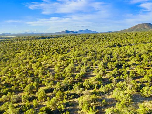 1 Acre Hunt Camp $275-450/Mo : Williams : Coconino County : Arizona