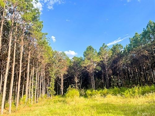 104 Acres, Midway Loop : Livingston : Polk County : Texas