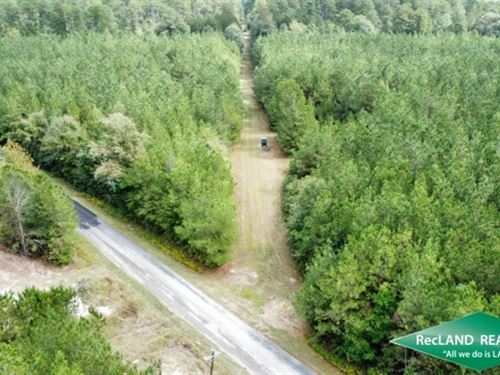 40 Ac, Pine Plantation Near Marion : Marion : Union Parish : Louisiana