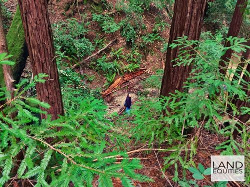 Secluded Redwood Forest Hideaway : Felton : Santa Cruz County : California