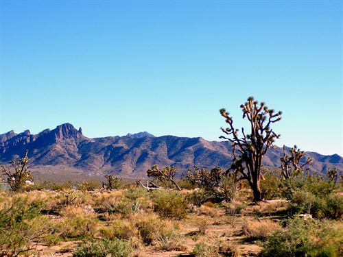 Your Own Private 1 Acre Desert Land : Dolan Springs : Mohave County : Arizona