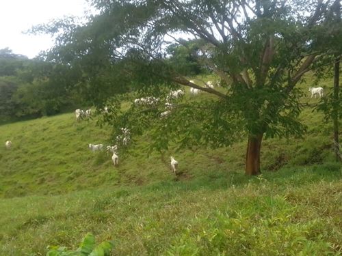 Ocean View Ranch in Guanacaste : Abangares : Costa Rica