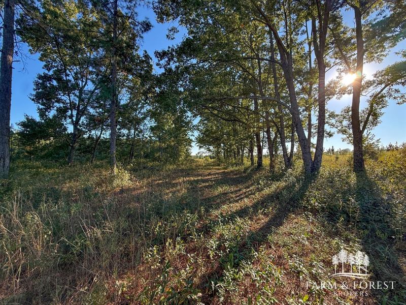 183 Ac Geneva Co, County Line Fa : Chancellor : Geneva County : Alabama
