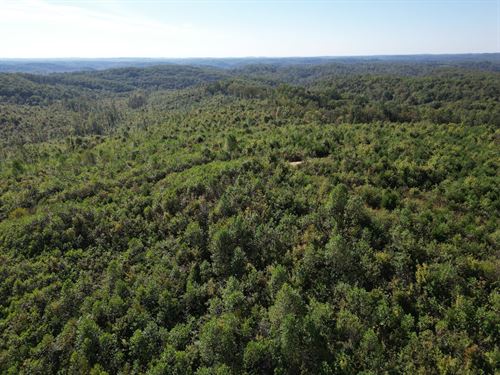 Wildcat Tract 110 : East Bernstadt : Laurel County : Kentucky