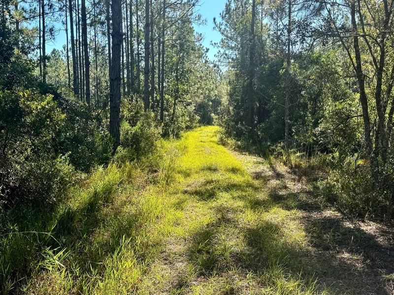 Bronson 100 : Bronson : Levy County : Florida