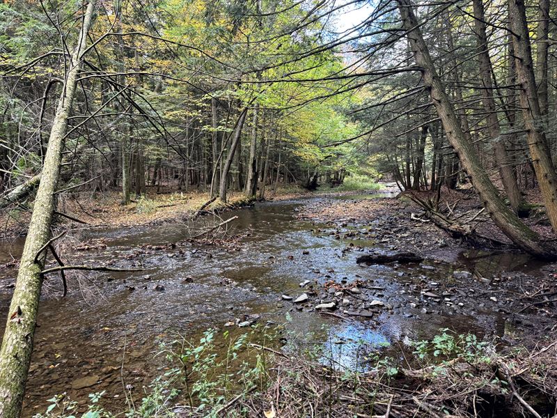On Trout Brook : Orwell : Oswego County : New York