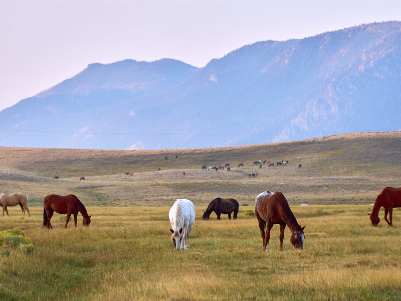 Sheep Mountain Ranch, Tract 5 : Laramie : Albany County : Wyoming