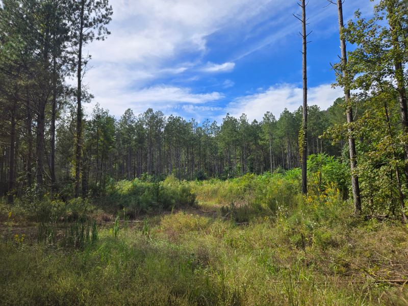 Blue Pond Tract : Leesburg : Cherokee County : Alabama