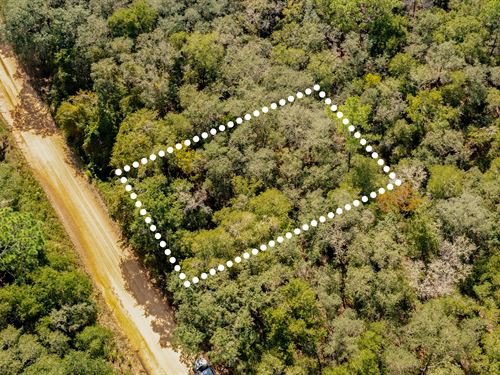 Near Lake Grandin in Interlachen : Interlachen : Putnam County : Florida