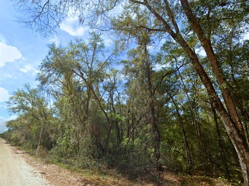 Nature Escape Mins From Interlachen : Interlachen : Putnam County : Florida