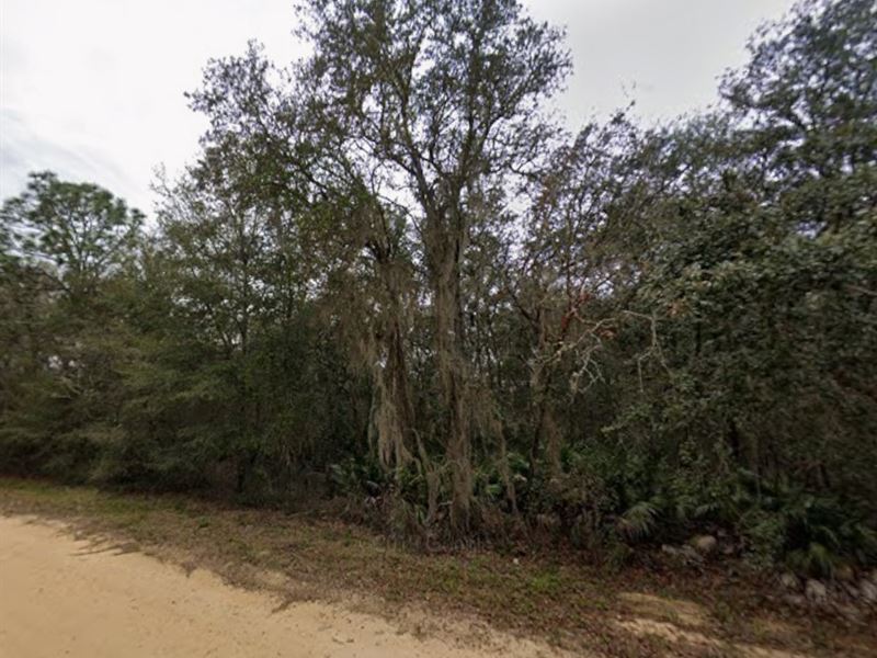 Build, Invest, or Escape in FL : Interlachen : Putnam County : Florida