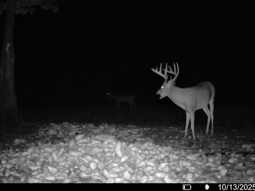 202 Acres of Premier Hunting : Atkinson : Pender County : North Carolina