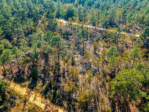 Quiet Lot in Putnam : Interlachen : Putnam County : Florida