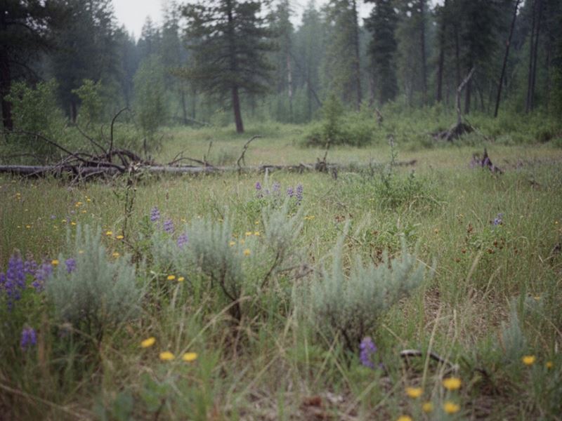 Lincoln County MT 3 Acre Deal : Troy : Lincoln County : Montana
