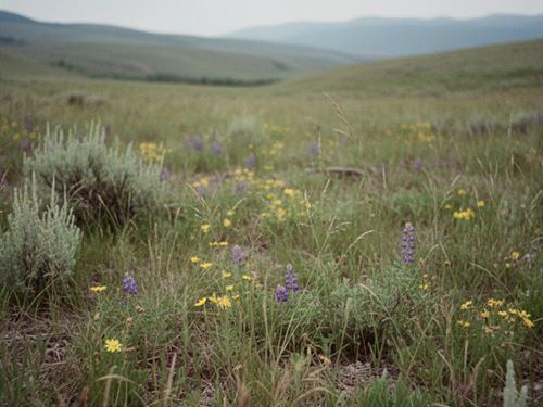 20 Acres Near Bridger, MT : Bridger : Cascade County : Montana