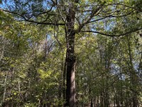 10-056 Forest Home 40 : Greenville : Butler County : Alabama