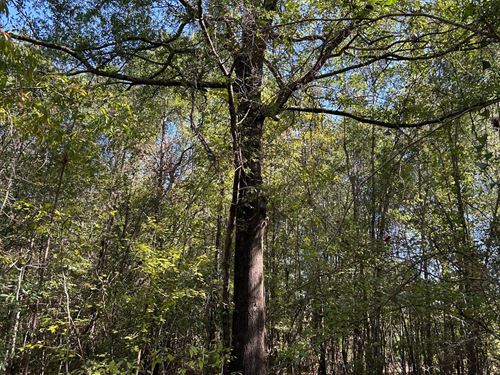 10-056 Forest Home 40 : Greenville : Butler County : Alabama