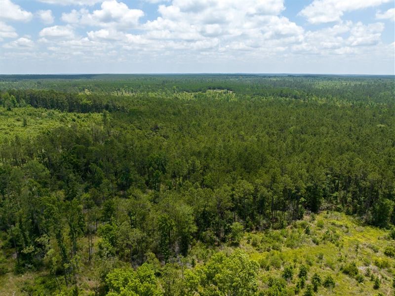 1090 Acres, Chita Cemetery Road : Trinity : Trinity County : Texas