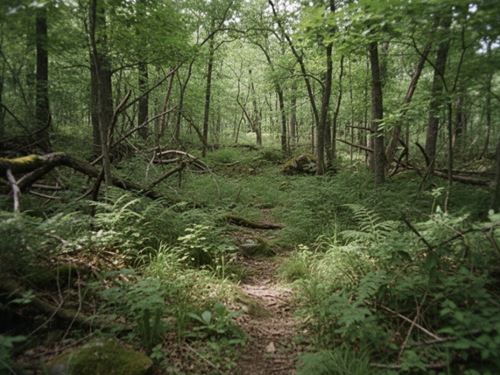 55 Acres Near Oakland AR : Oakland : Marion County : Arkansas