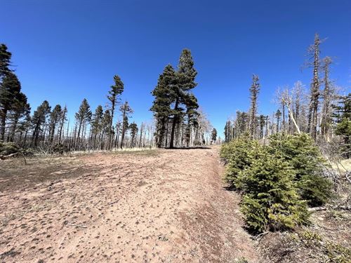 Lot in Cul-De-Sac, Forbes Park : Fort Garland : Costilla County : Colorado